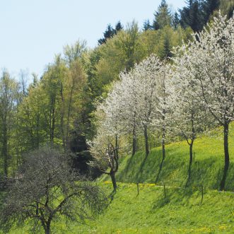 KNIKJE ~ Gras